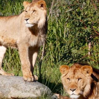 Melbourne Zoo: Entry Ticket 4