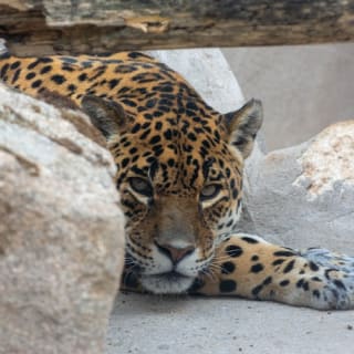 Zoo Koki General Admission 1