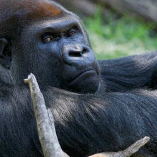 Melbourne Zoo: Entry Ticket 5