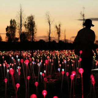 Field of Light Uluru: Sunrise Tour with Hot Drinks 1