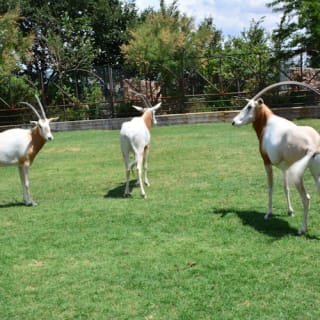 Zoo Koki General Admission 2