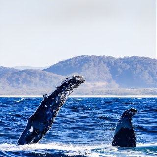 Nagez avec les baleines Gold Coast 6