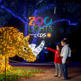 Zoo Lights: A Dazzling Holiday Experience 3