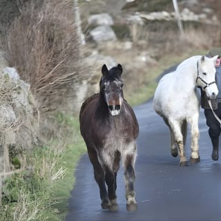 From Galway: Guided tour of Connemara with 3 hour stop at Connemara National Pk. 21