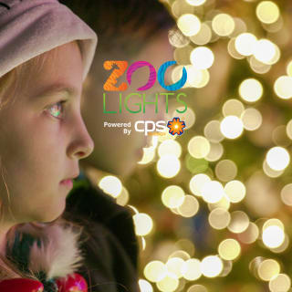 Zoo Lights: A Dazzling Holiday Experience 2