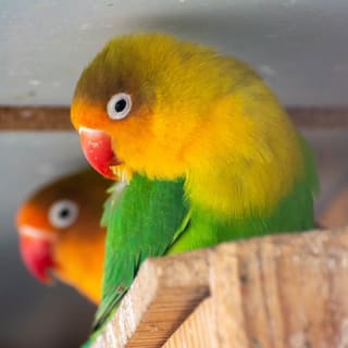 Zoo Koki General Admission 5