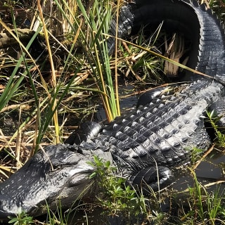 Everglades Airboat Tour near Orlando Florida 2