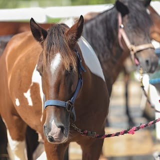 Horseback Riding Tour at Private Ranch 11
