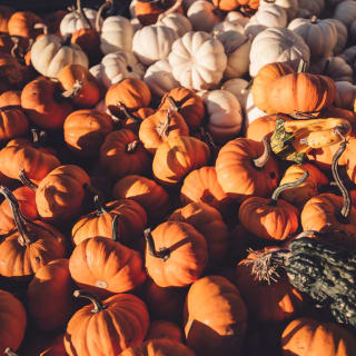 The Central Park Adults Only Great Pumpkin Hunt & Party 1