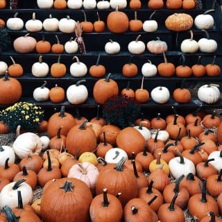 The Central Park Adults Only Great Pumpkin Hunt & Party 3