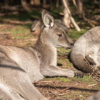iVenture Unlimited Attractions Pass Melbourne 1