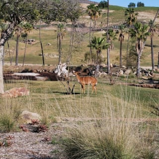 San Diego Zoo Safari Park: Discover the Adventure of a Lifetime 2