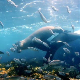 Full day Snorkeling Tour Santa Fe Island and Playa Escondida 1