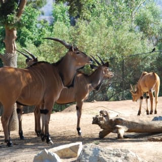 San Diego Zoo Safari Park: Discover the Adventure of a Lifetime 4