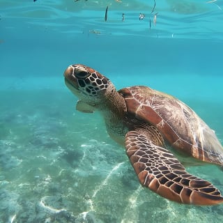 Snorkeling in Paradise - Videos Included 1