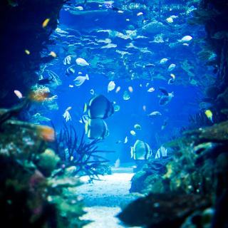 Oceanário de Lisboa: Mergulha nesta aventura! 1