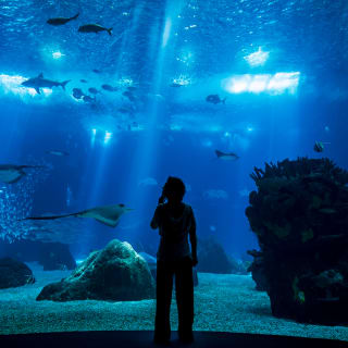 Oceanário de Lisboa: Mergulha nesta aventura! 3