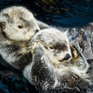Oceanário de Lisboa: Mergulha nesta aventura! 2
