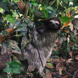 Virtual Animal Meet & Greet with the Staten Island Zoo 1