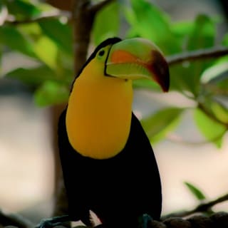 Virtual Animal Meet & Greet with the Staten Island Zoo 2
