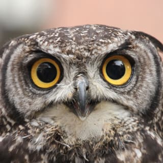 Virtual Animal Meet & Greet with the Staten Island Zoo 3