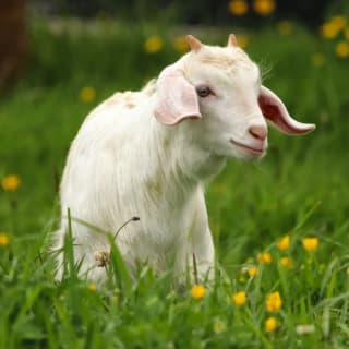 Bubbly Brunch with Goofy Baby Goats at 29 Oaks Ranch! 3