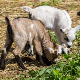 Bubbly Brunch with Goofy Baby Goats at 29 Oaks Ranch! 2