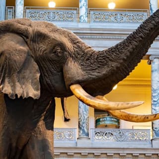 The Smithsonian Museum: Natural History Virtual Tours 2