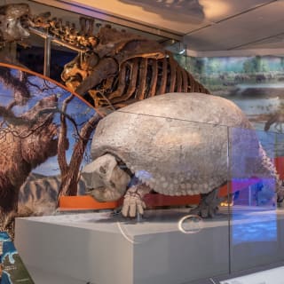 The Smithsonian Museum: Natural History Virtual Tours 4