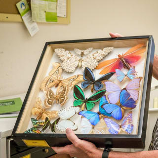 The Smithsonian Museum: Natural History Virtual Tours 5