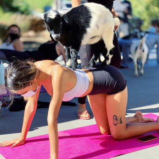 Mini Goat Yoga: Play with Baby Goats, Donkeys, Chickens & Pigs! 2