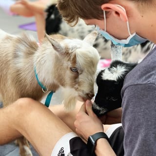 Mini Goat Yoga: Play with Baby Goats, Donkeys, Chickens & Pigs! 3