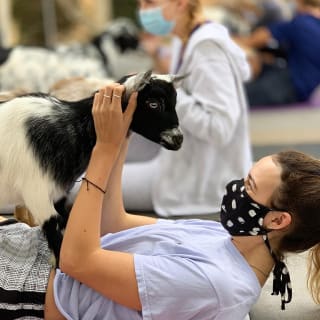 Mini Goat Yoga: Play with Baby Goats, Donkeys, Chickens & Pigs! 1