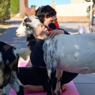 Mini Goat Yoga: Play with Baby Goats, Donkeys, Chickens & Pigs! 5