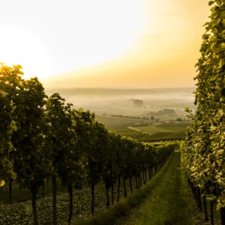 The Ultimate Virtual Wine Crash Course with Sommelier Amy Karasavas 3