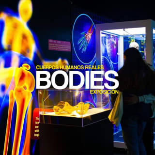 Exposición Bodies en Madrid 1