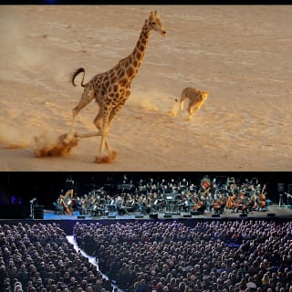 Planet Earth II: Live in Concert 2