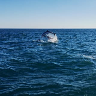 Descobre a Rota dos Golfinhos num cruzeiro da Get Zen 2