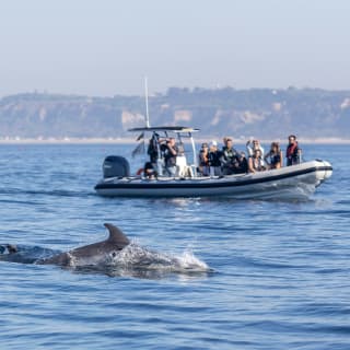 Observação de golfinhos e aves com biólogo marinho 3