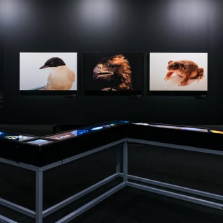 Photo Ark da National Geographic: Bilhete de Família 4