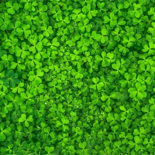 D.C. Saint Patrick's Bar Crawl - Leprechaun Lap 2