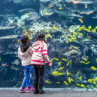 Georgia Aquarium 1