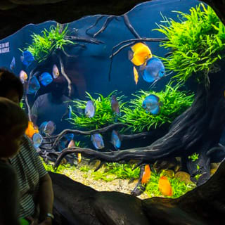 Georgia Aquarium 2