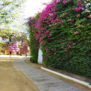 Heritage Seville: Las Setas, La Macarena and Dueñas 5