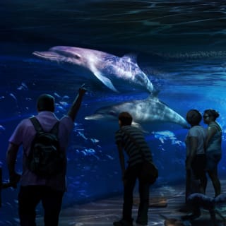 Dive Under the Sea with Nat Geo Encounter! 2