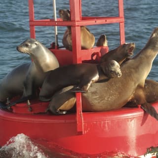 Two-Hour Harbor Cruise & Sea Lion Adventure 1