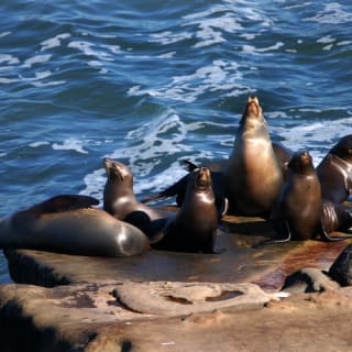 Two-Hour Harbor Cruise & Sea Lion Adventure 4
