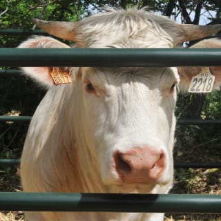 Festival de Campo y SIcampo 2025 6