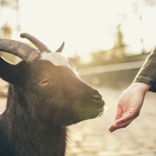 Make Goat Cheese with Goofy Goats! 3