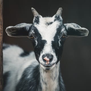 Make Goat Cheese with Goofy Goats! 5